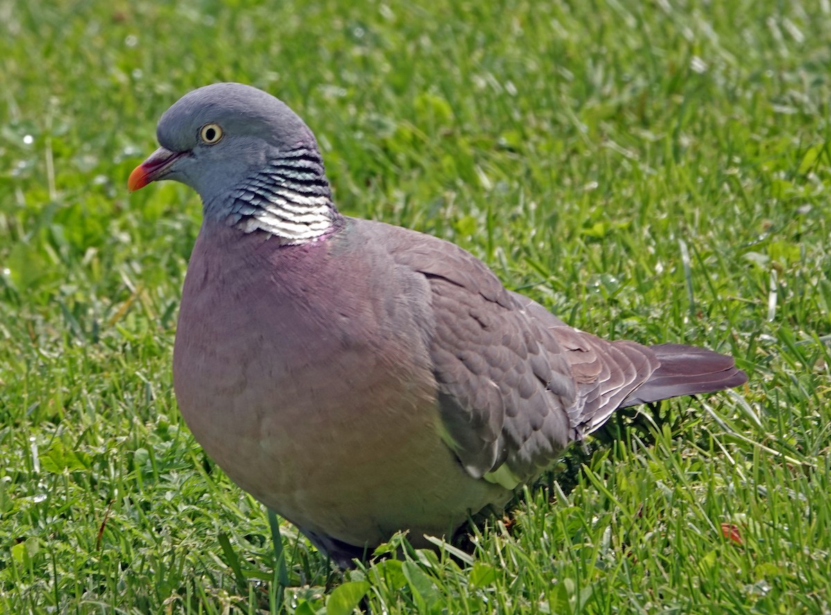 Common Wood-Pigeon - ML618042192
