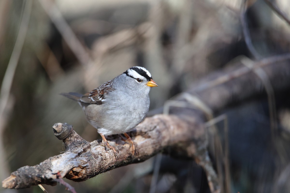 White-crowned Sparrow - ML618042196