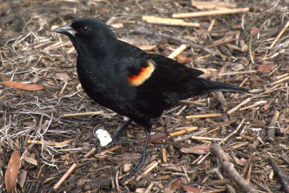 Red-winged Blackbird - ML618042198