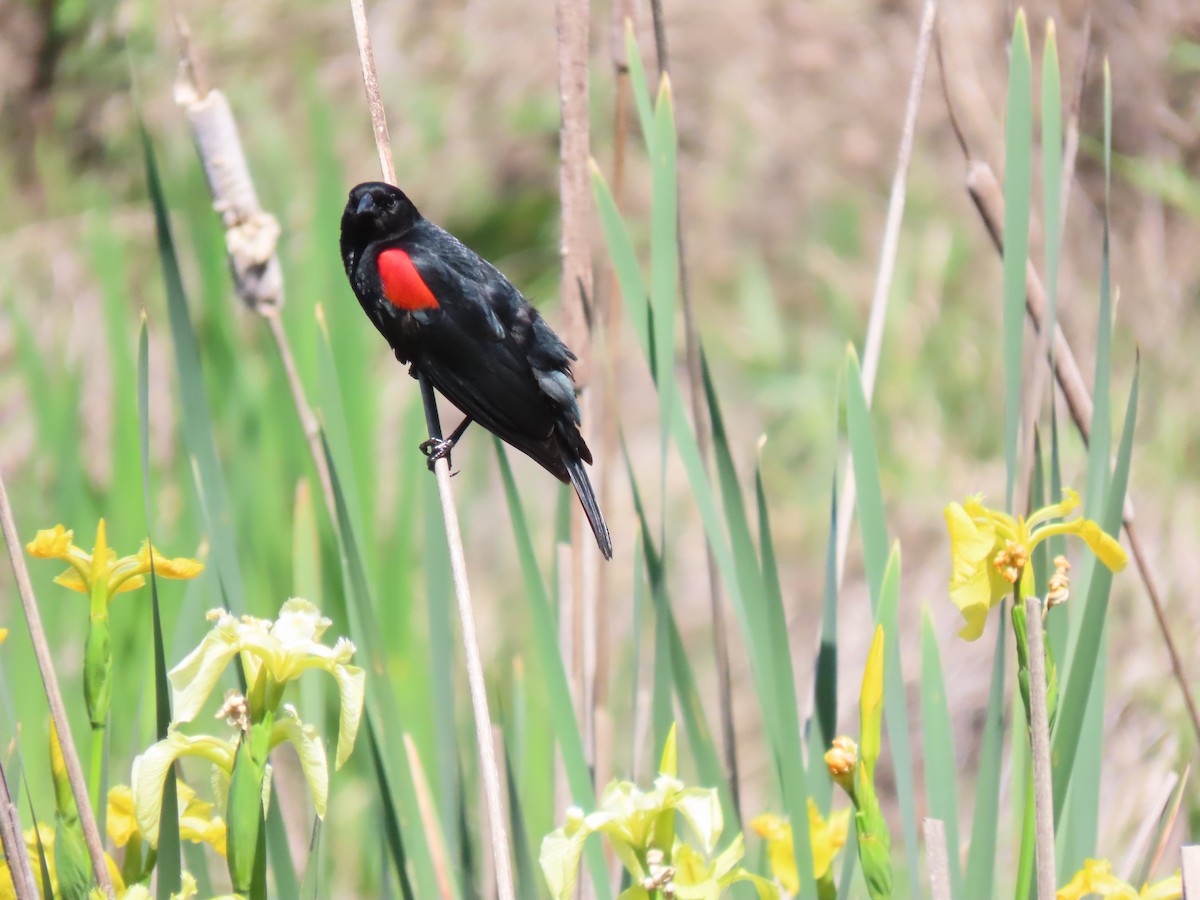Red-winged Blackbird - Donna Bray