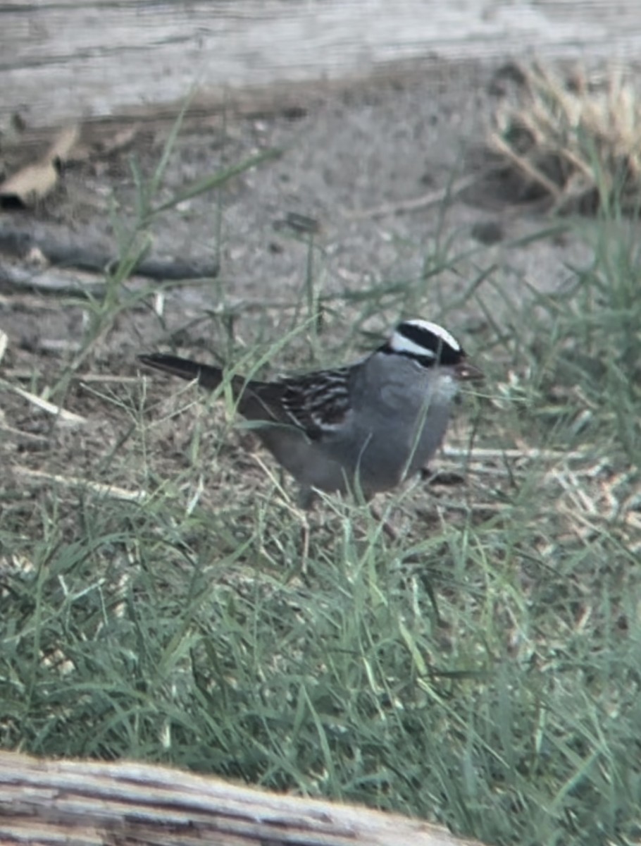 White-crowned Sparrow - ML618042224