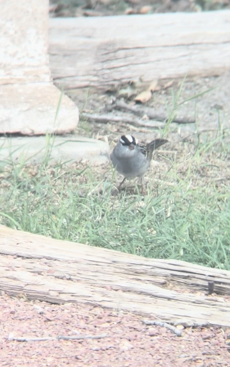 White-crowned Sparrow - ML618042227
