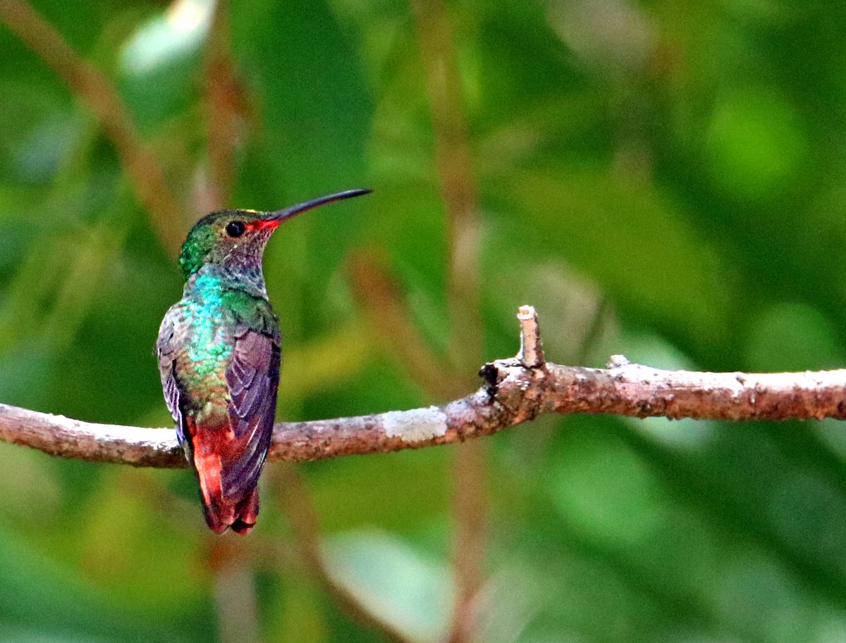Rufous-tailed Hummingbird - ML618042254
