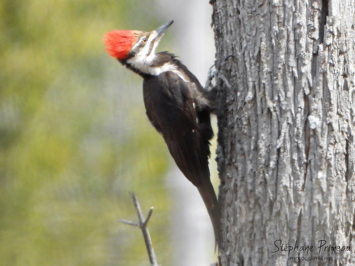Pileated Woodpecker - ML618042260
