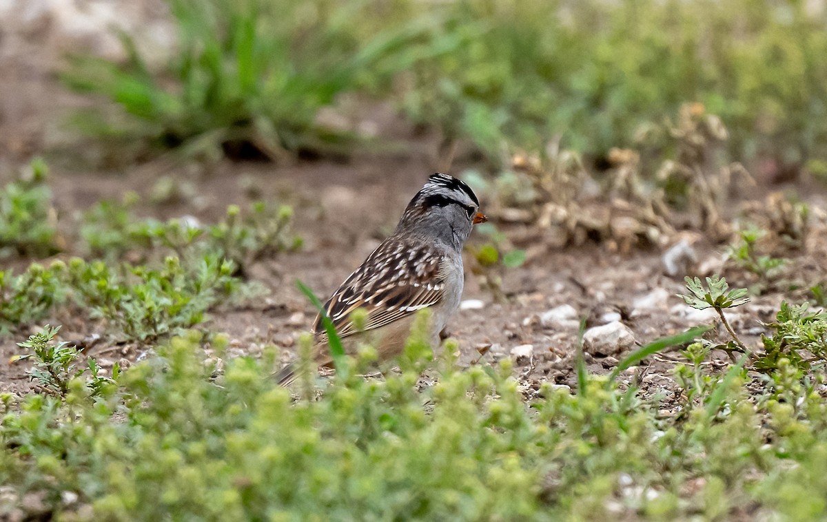 White-crowned Sparrow - ML618042262