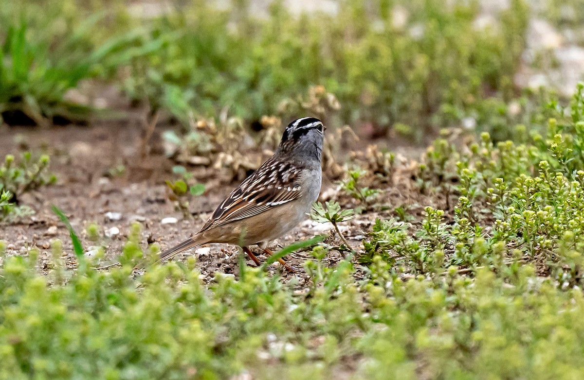 White-crowned Sparrow - Linda Sullivan