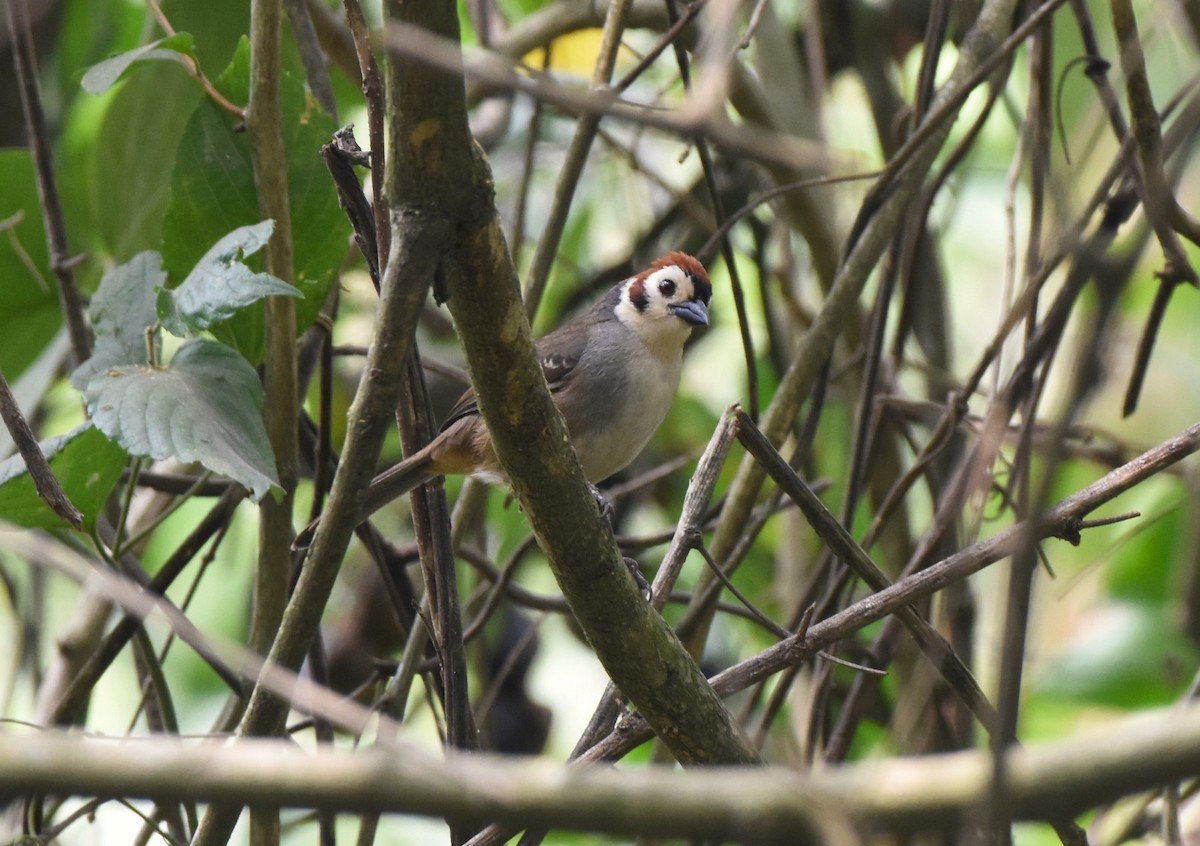 White-faced Ground-Sparrow - ML618042265