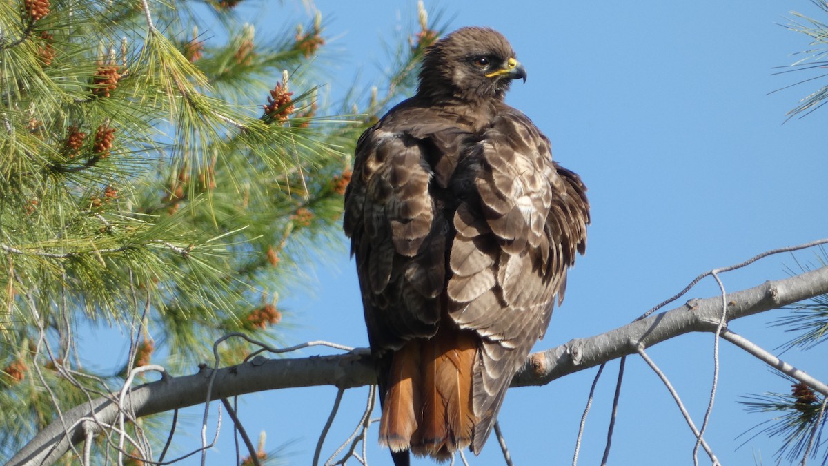 Red-tailed Hawk - ML618042297