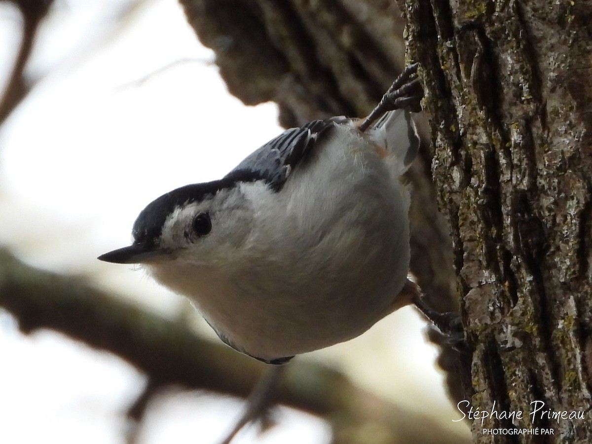 White-breasted Nuthatch - ML618042300