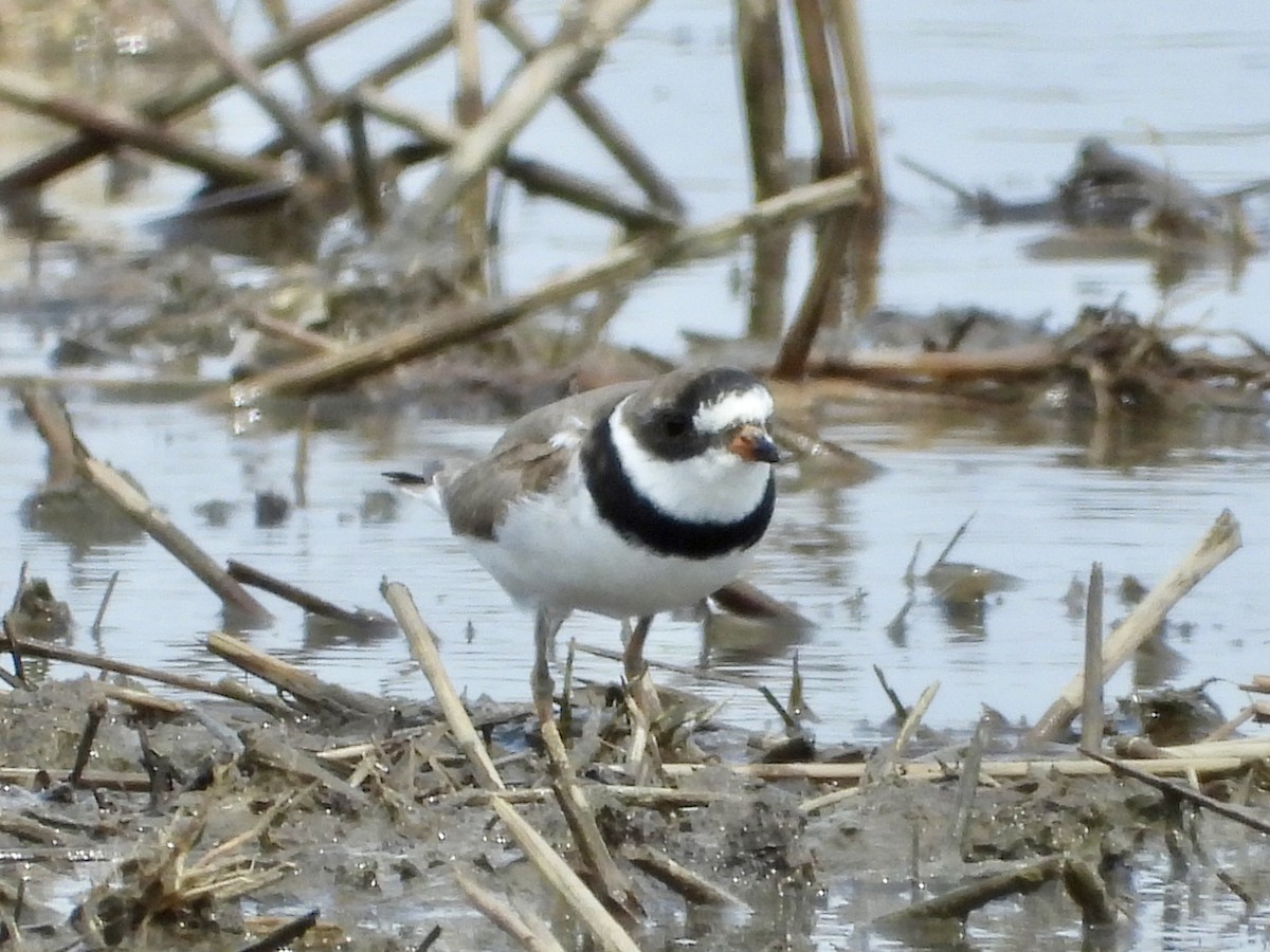 Semipalmated Plover - ML618042336