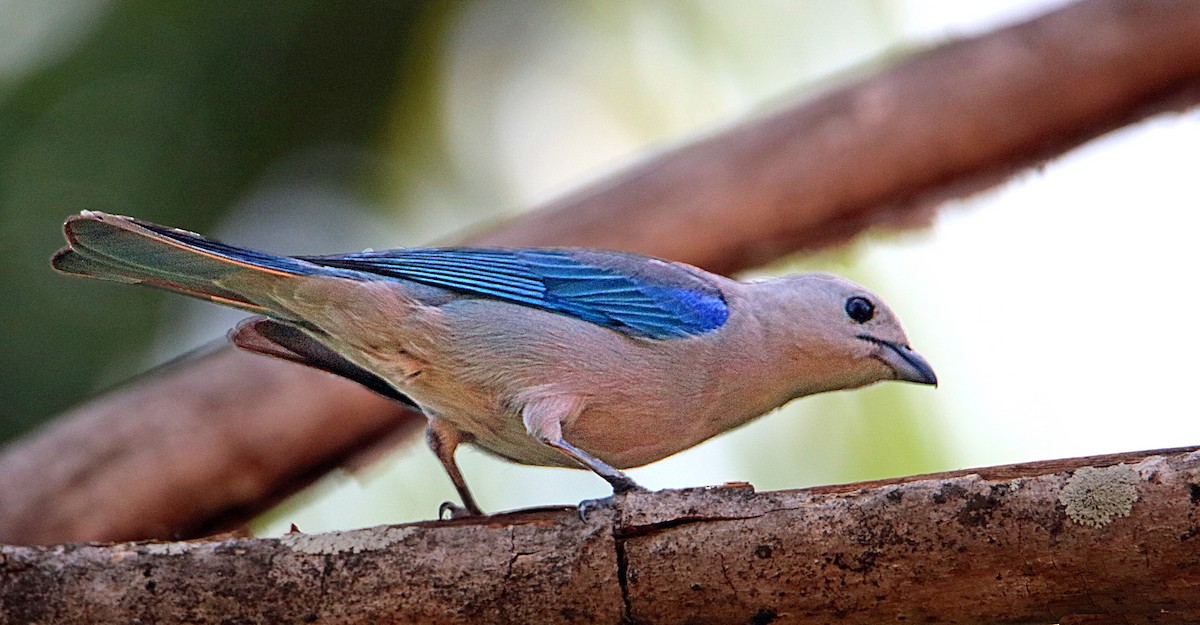 Blue-gray Tanager - ML618042341