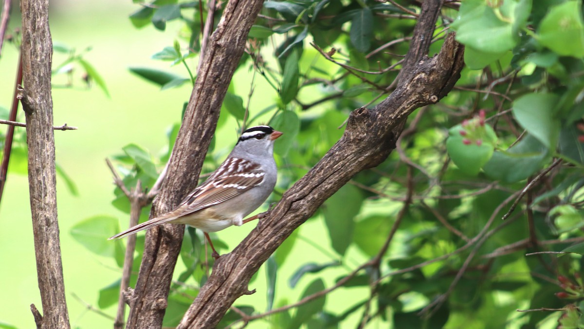 White-crowned Sparrow - rachel purdy