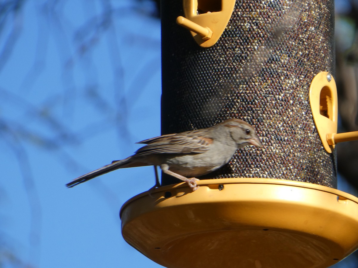 Rufous-winged Sparrow - Rebecca Carroll