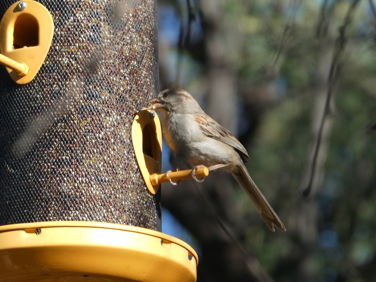 Rufous-winged Sparrow - Rebecca Carroll