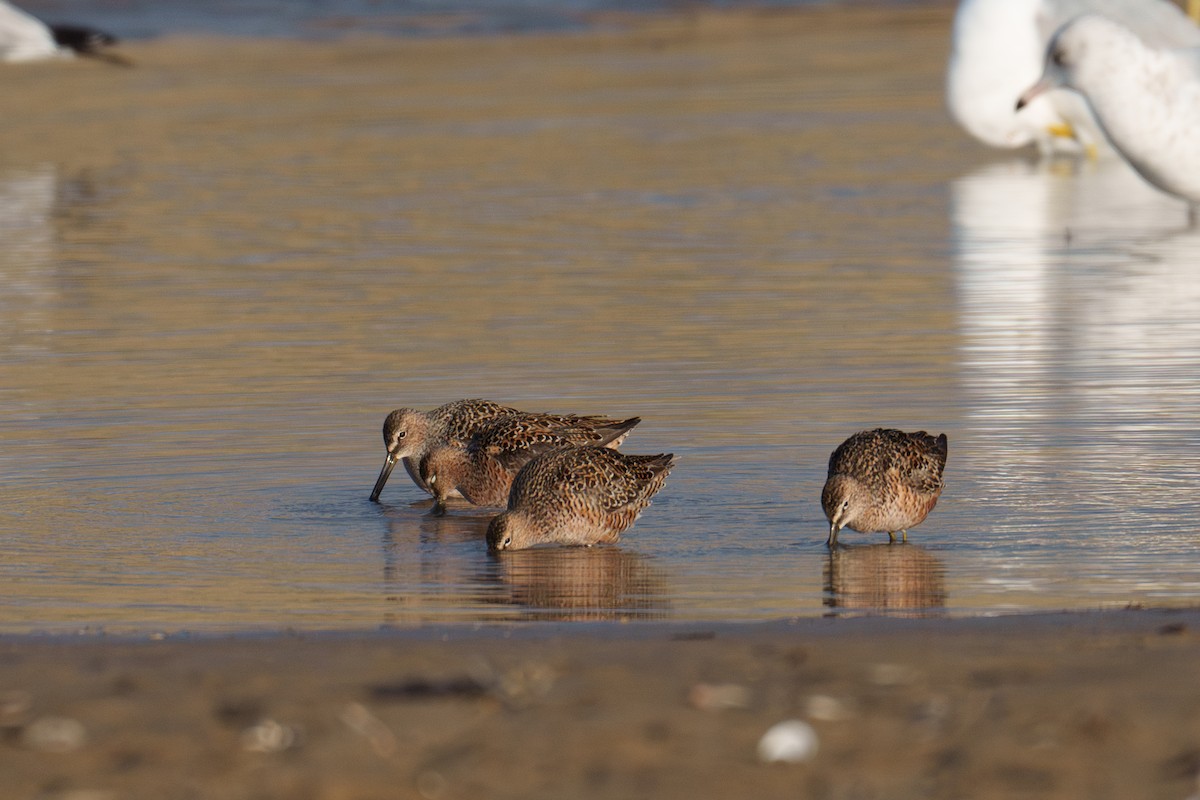 Long-billed Dowitcher - ML618042379