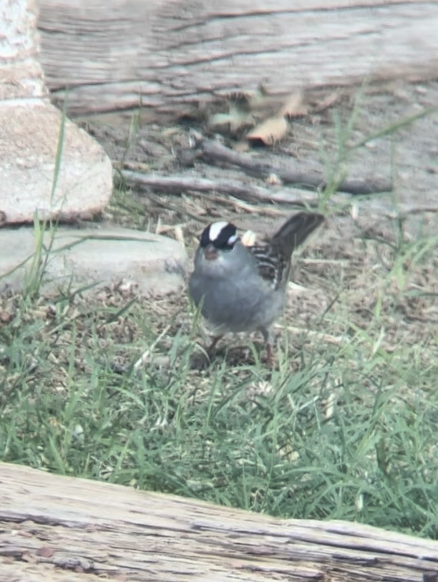 White-crowned Sparrow - ML618042413