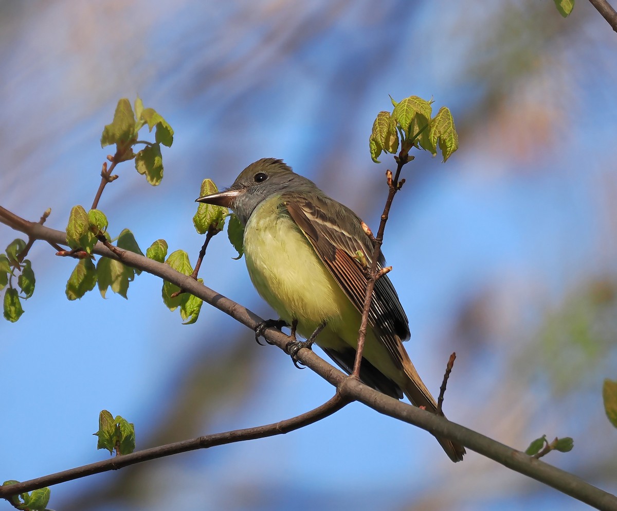 Great Crested Flycatcher - ML618042434