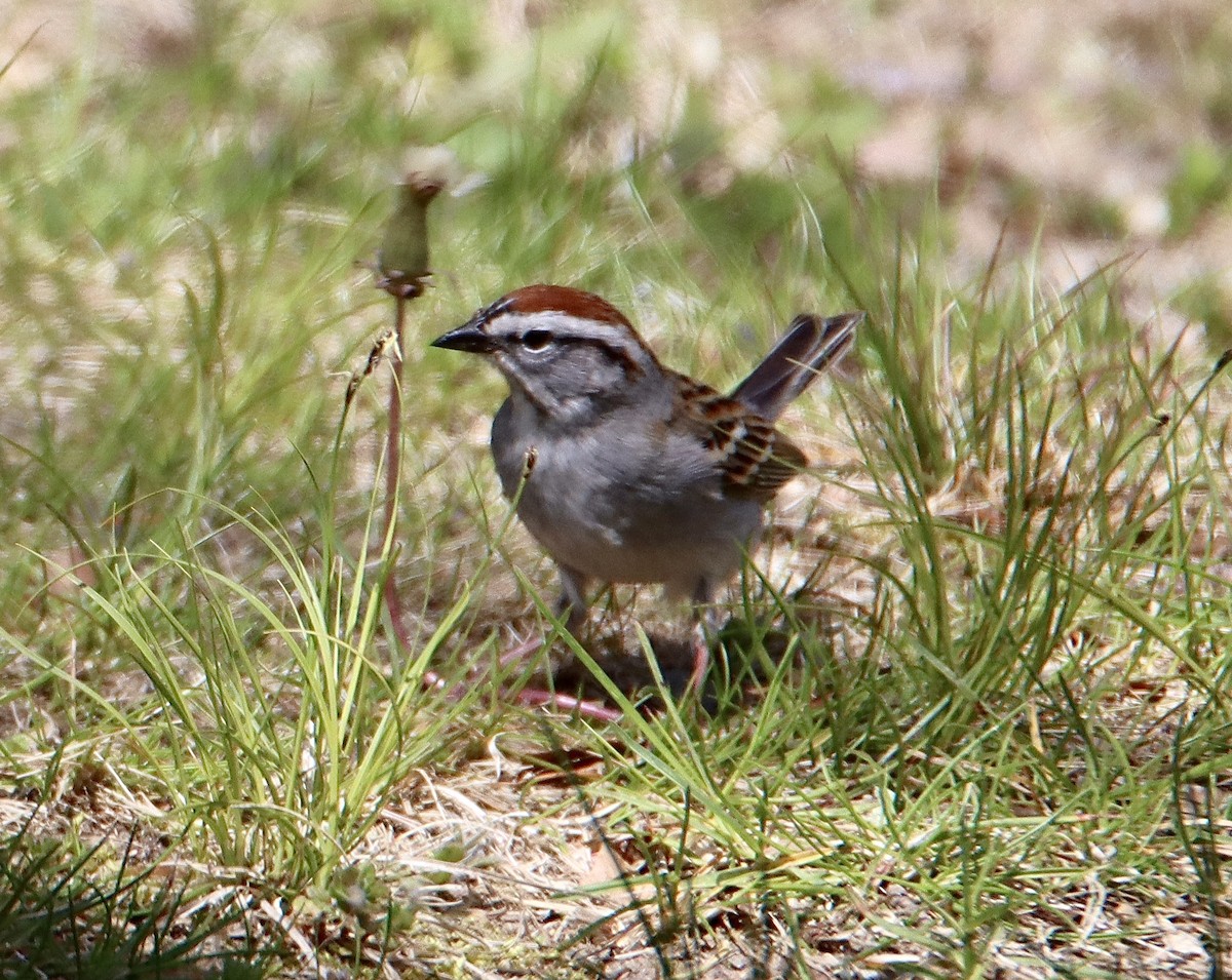 Chipping Sparrow - Francis Porter