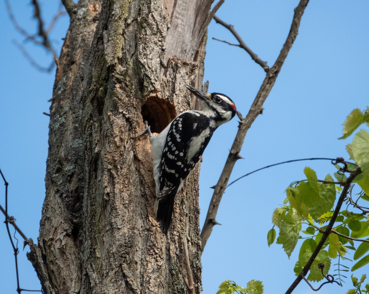Hairy Woodpecker - Stewart Mayhew