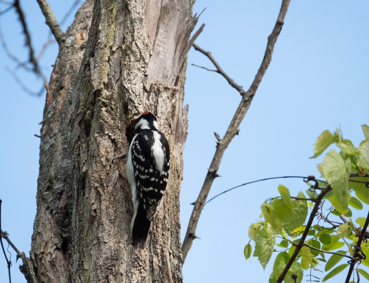 Hairy Woodpecker - Stewart Mayhew