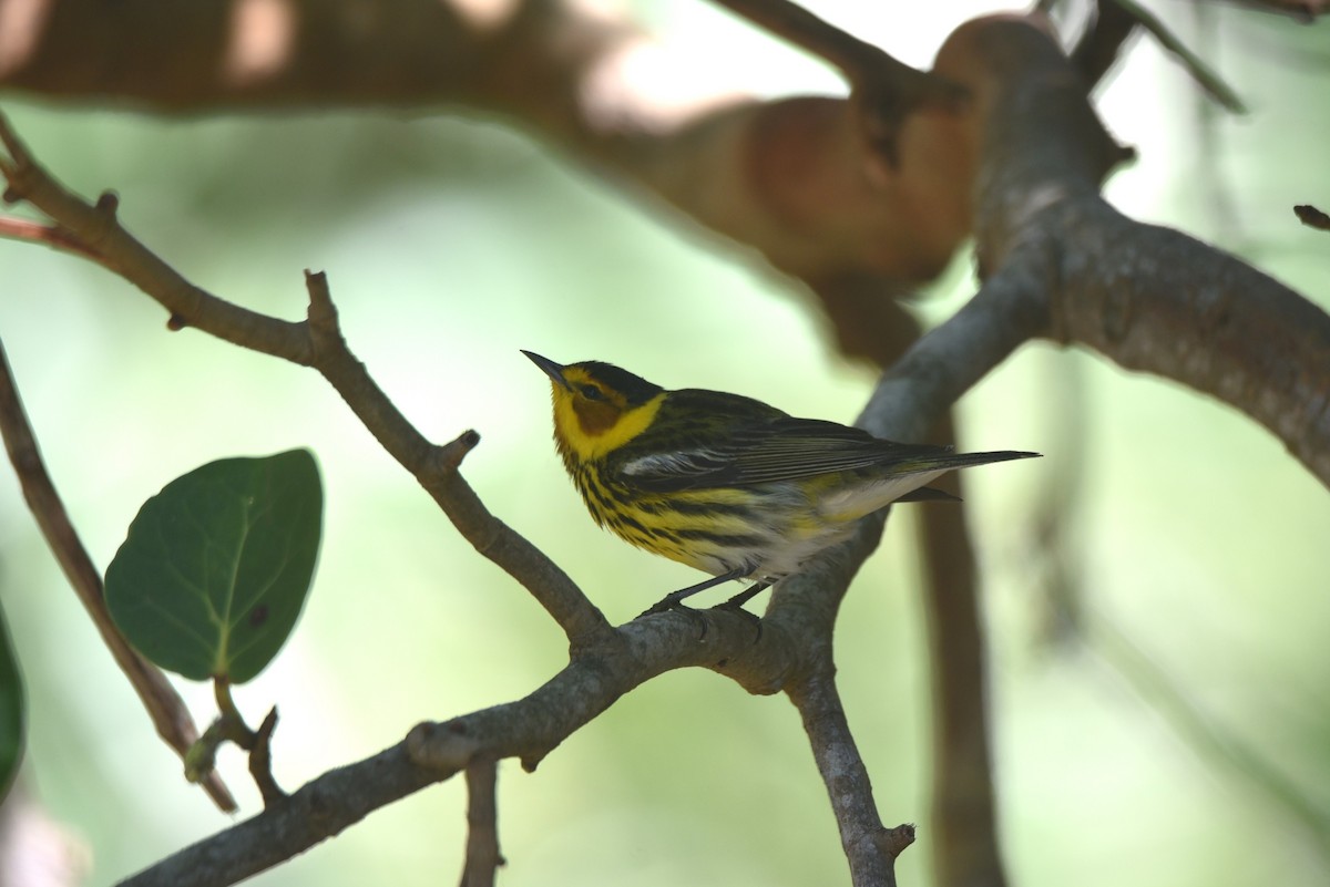 Cape May Warbler - ML618042477