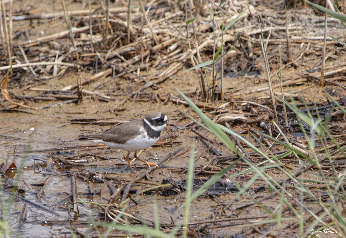 Common Ringed Plover - ML618042484