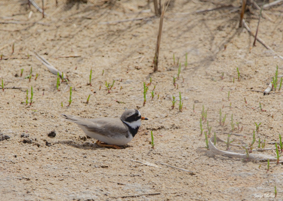 Common Ringed Plover - ML618042485