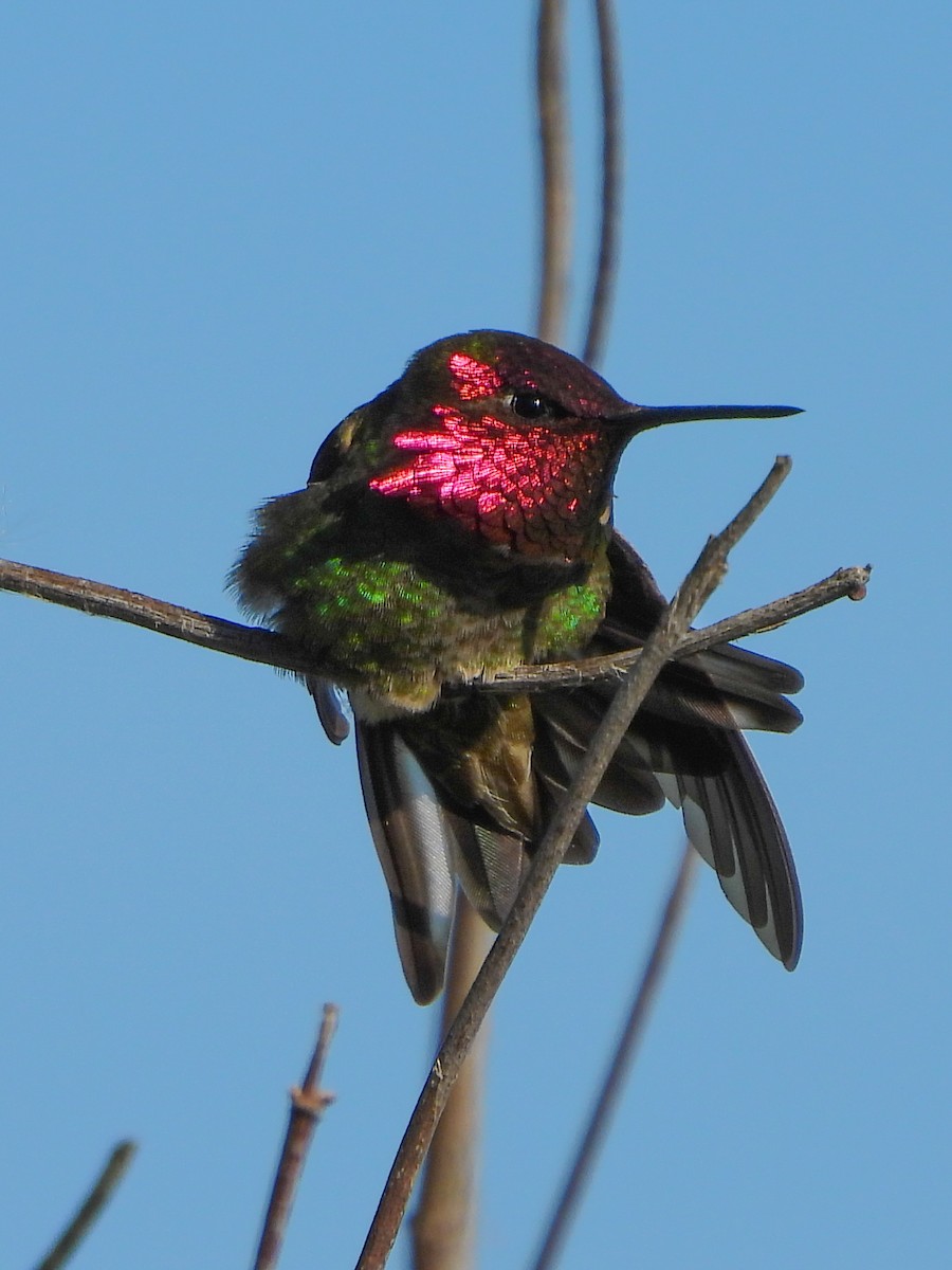 Anna's Hummingbird - Susan Tenney