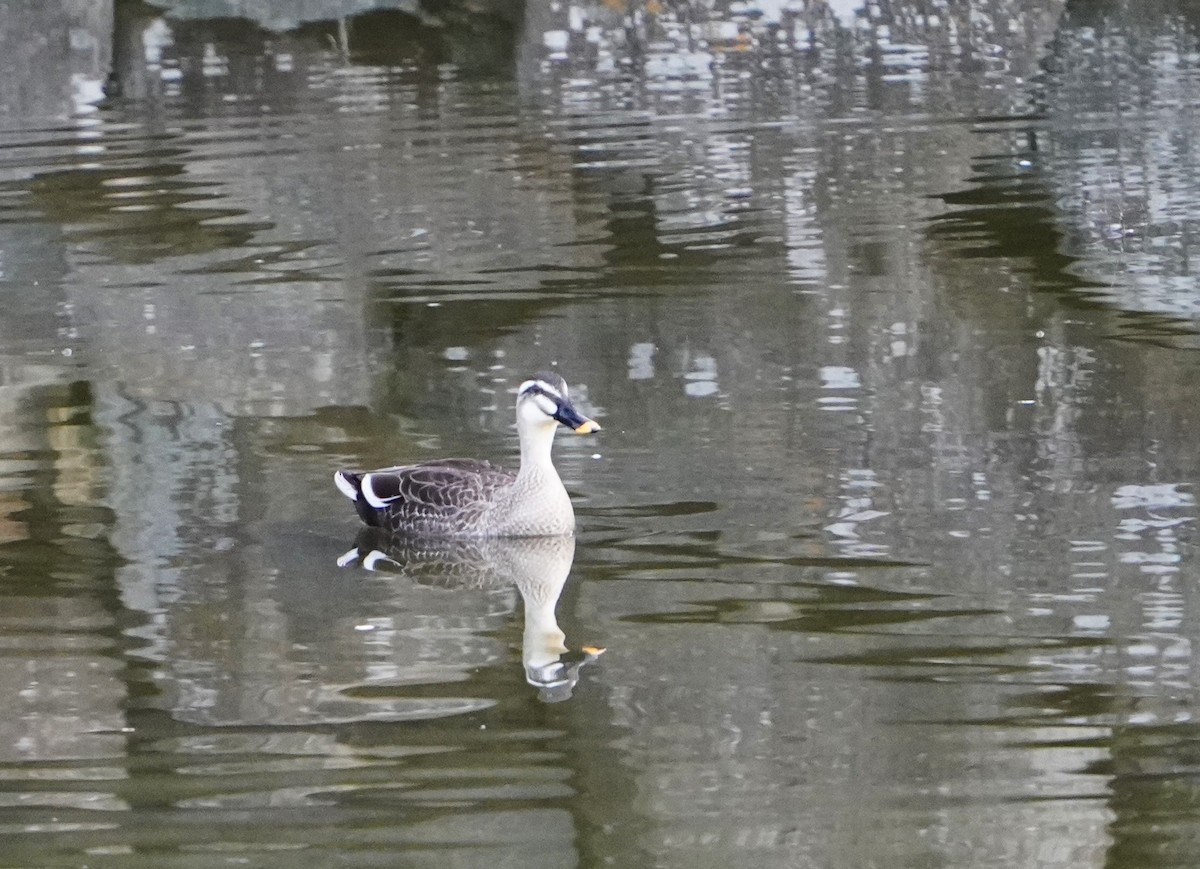 Eastern Spot-billed Duck - ML618042521