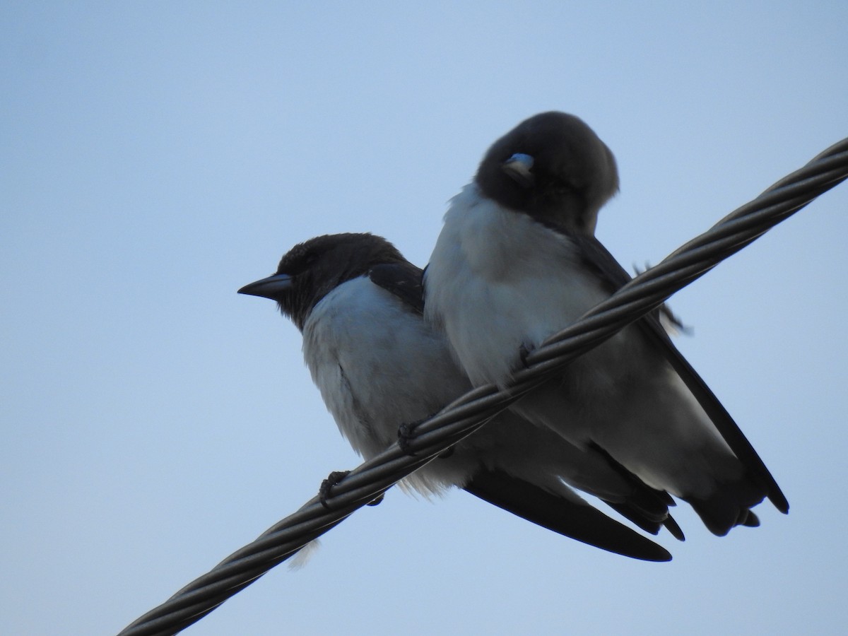 White-breasted Woodswallow - ML618042549