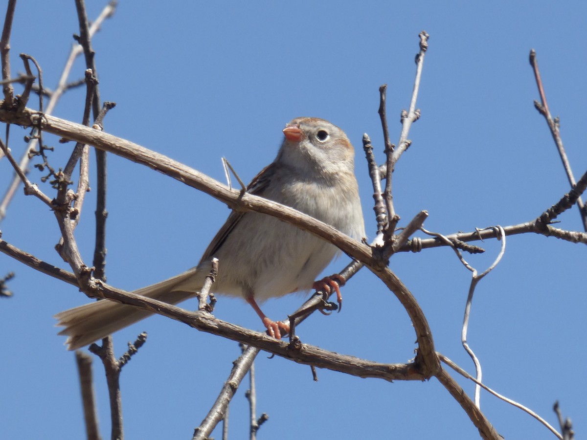 Field Sparrow - C Douglas