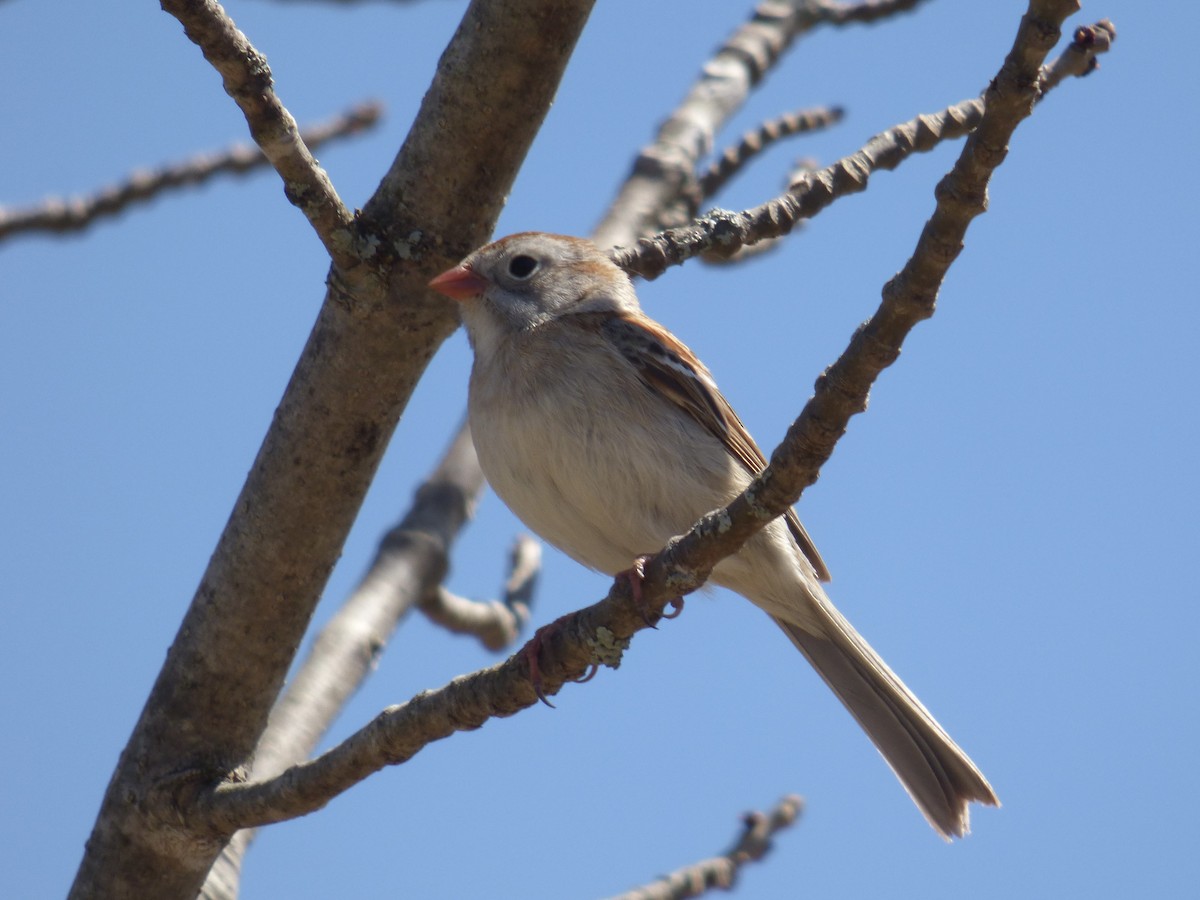 Field Sparrow - C Douglas