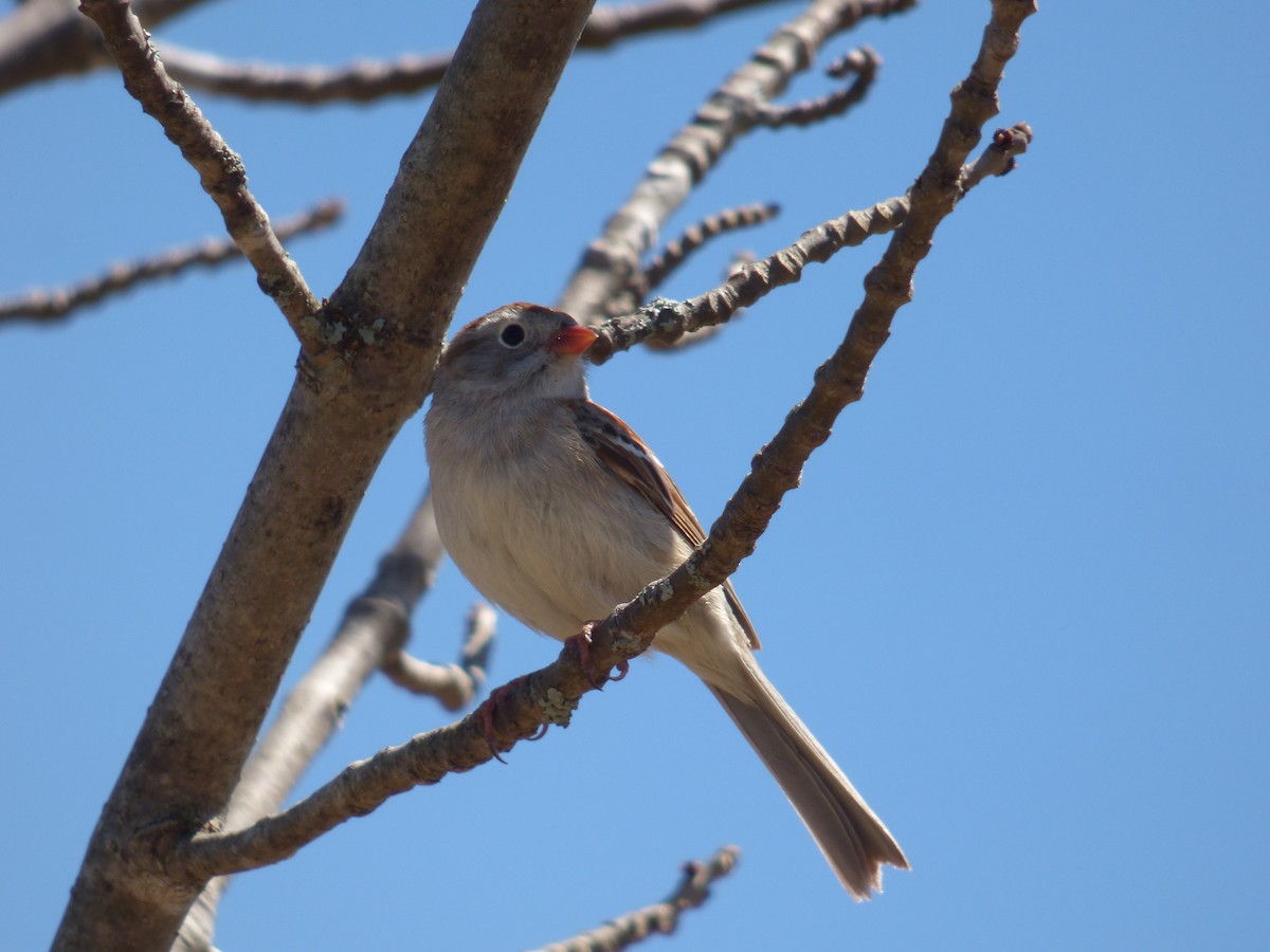 Field Sparrow - ML618042552