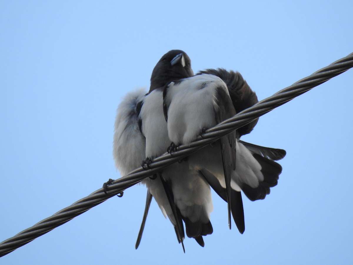 White-breasted Woodswallow - ML618042553