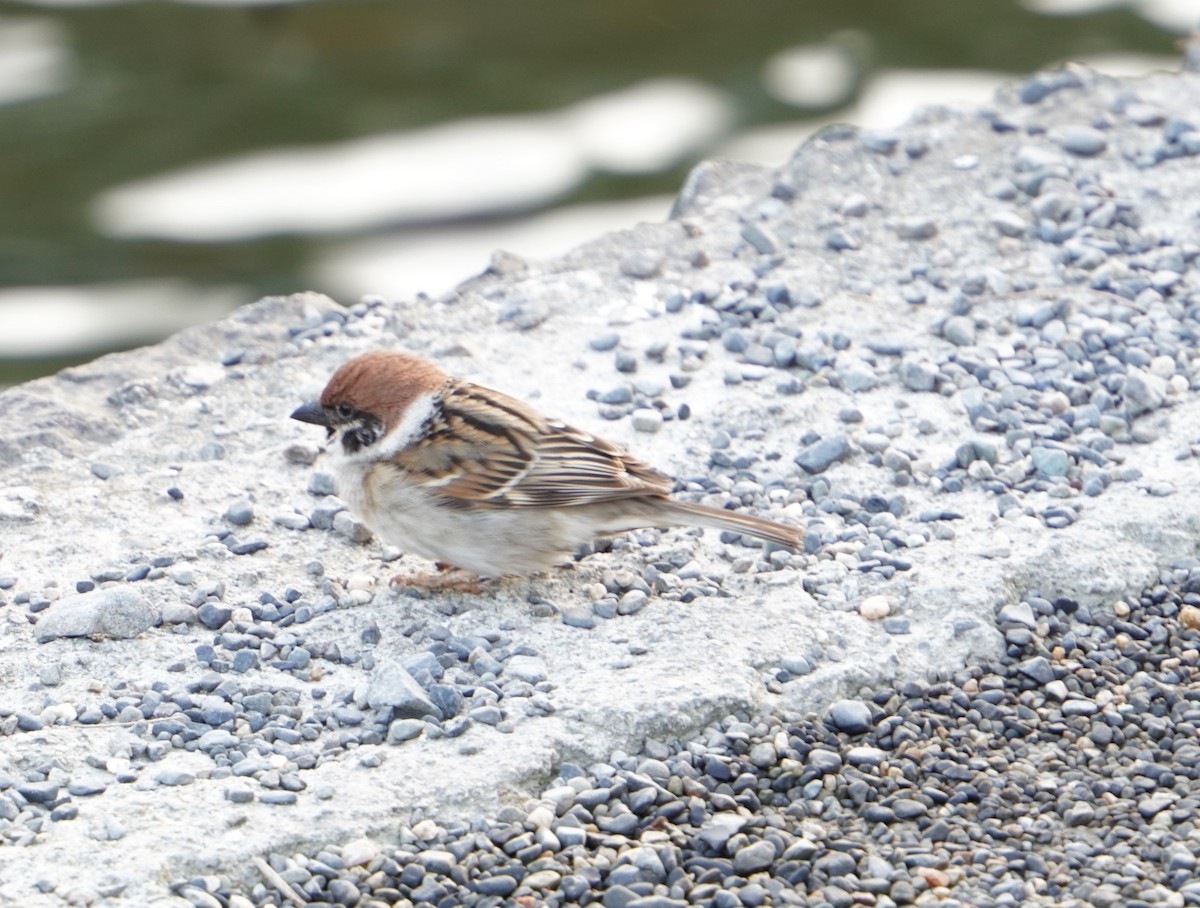 Eurasian Tree Sparrow - Kristy Dhaliwal
