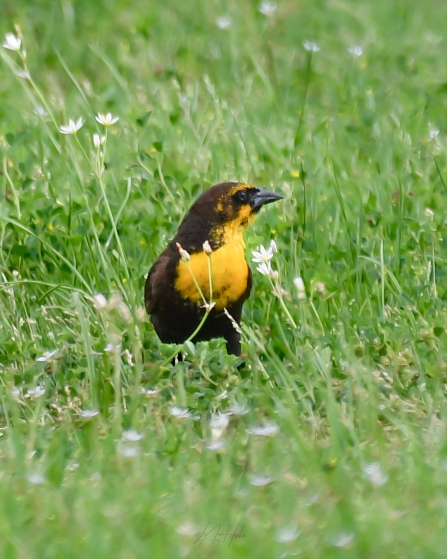 Yellow-headed Blackbird - LeeAnn Hepler