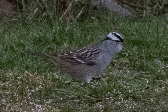 White-crowned Sparrow - David Brown