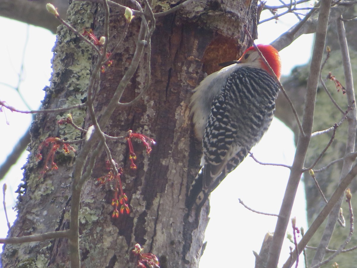 Red-bellied Woodpecker - Carol Roede