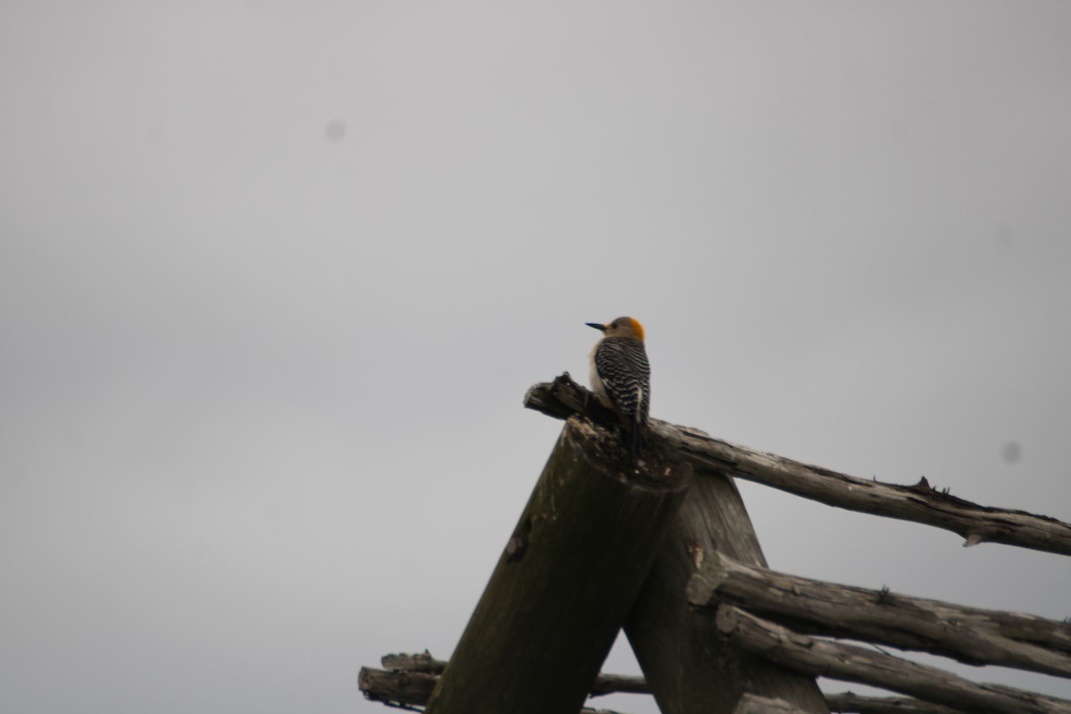 Golden-fronted Woodpecker - ML618042594