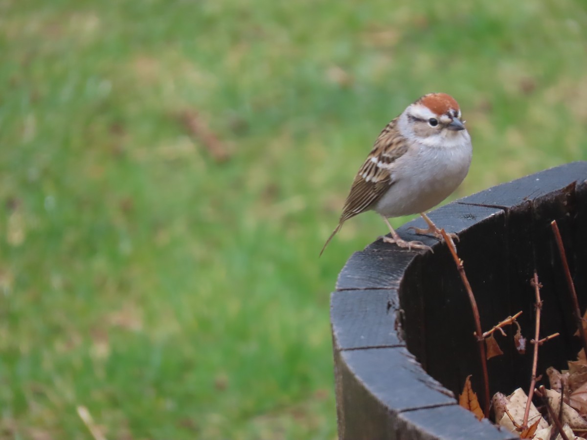 Chipping Sparrow - ML618042595
