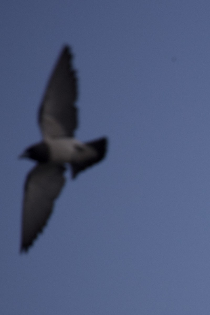 White-breasted Woodswallow - Tom McIntosh