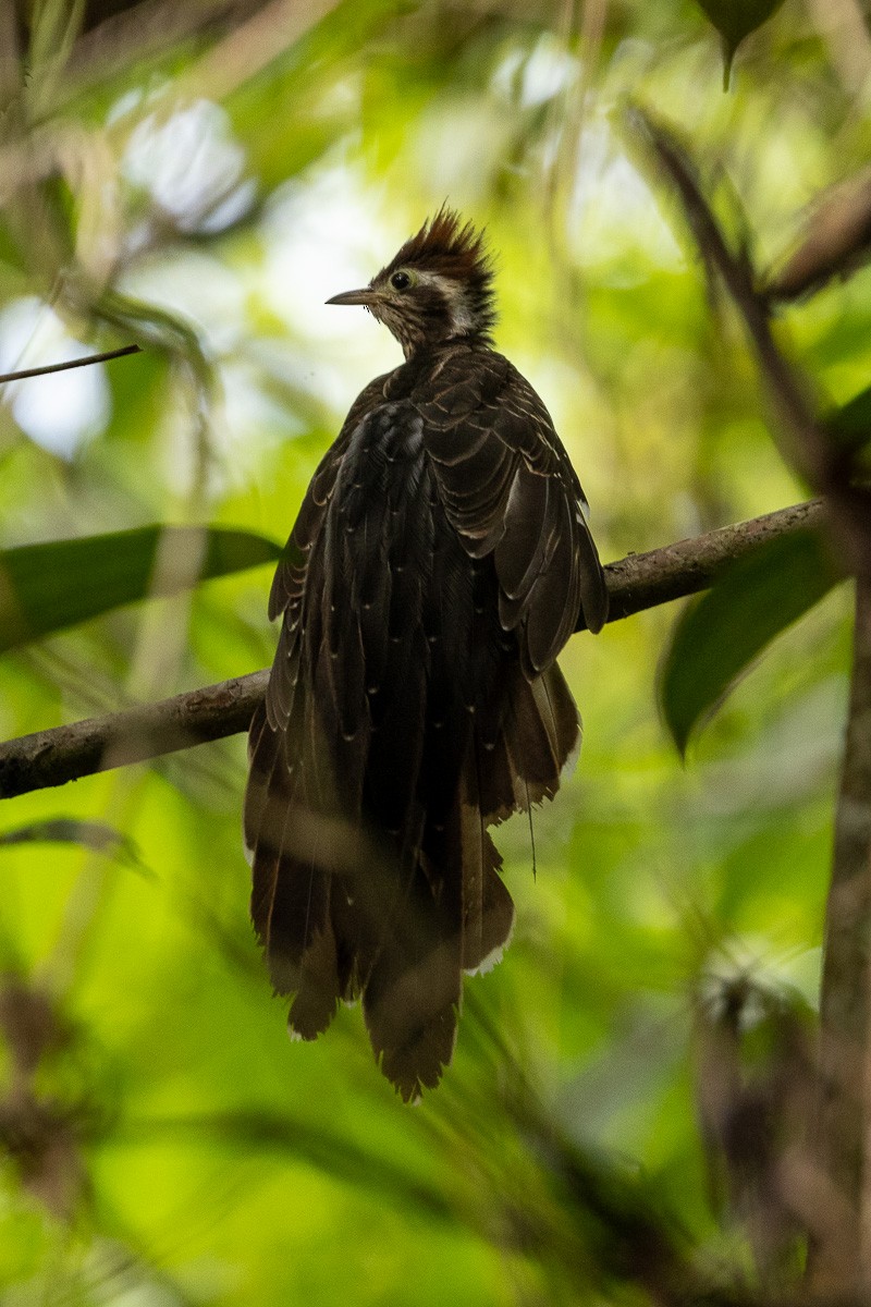 Pheasant Cuckoo - Michael Cook