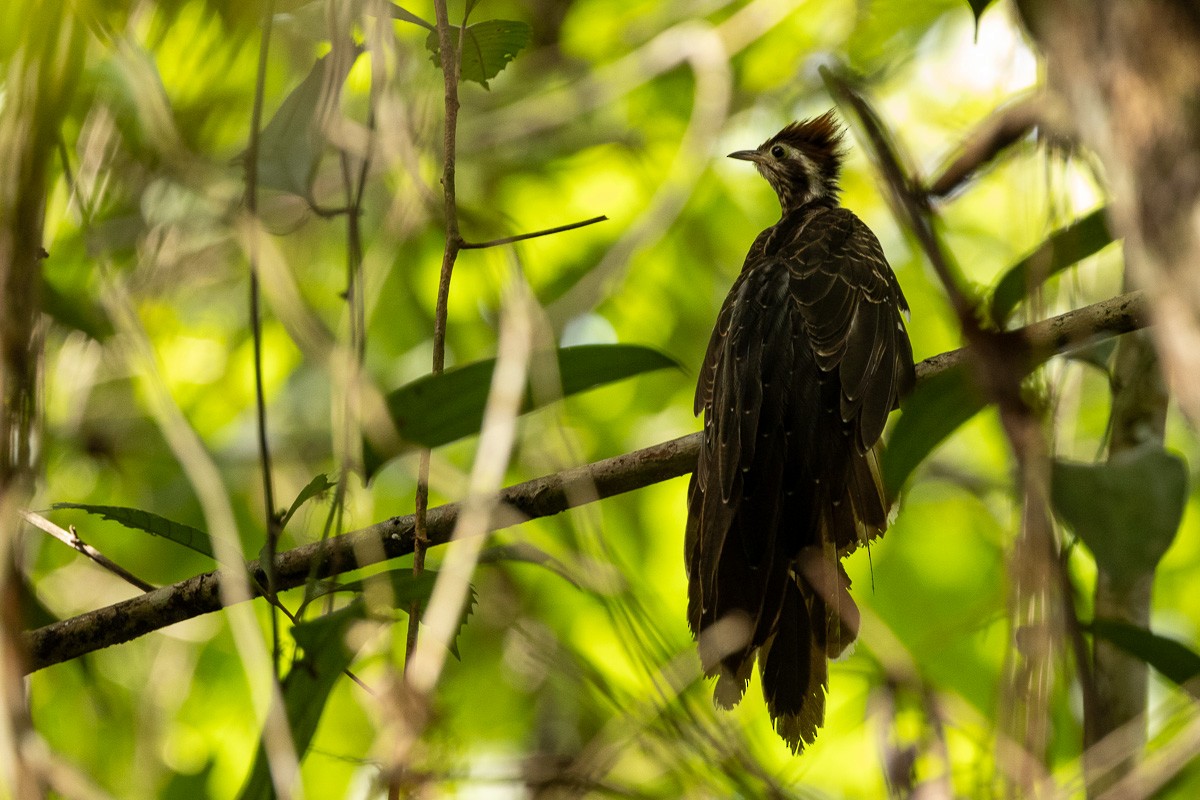 Pheasant Cuckoo - Michael Cook