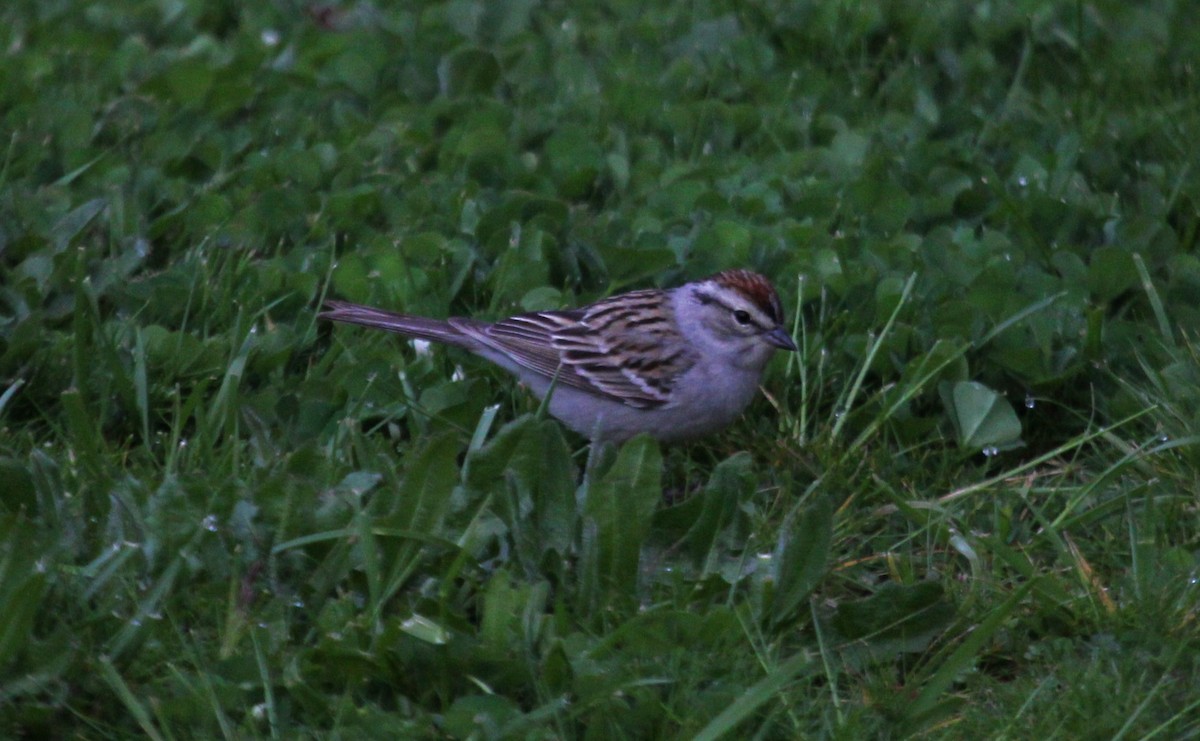 Chipping Sparrow - ML618042739