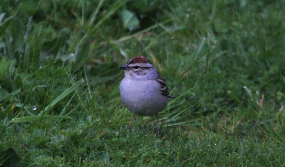 Chipping Sparrow - ML618042748