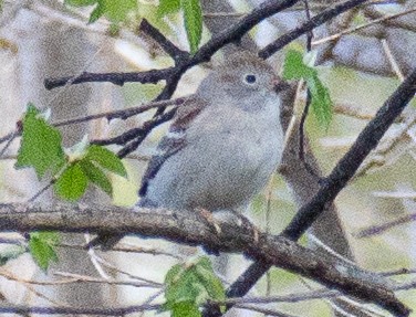 Field Sparrow - ML618042767