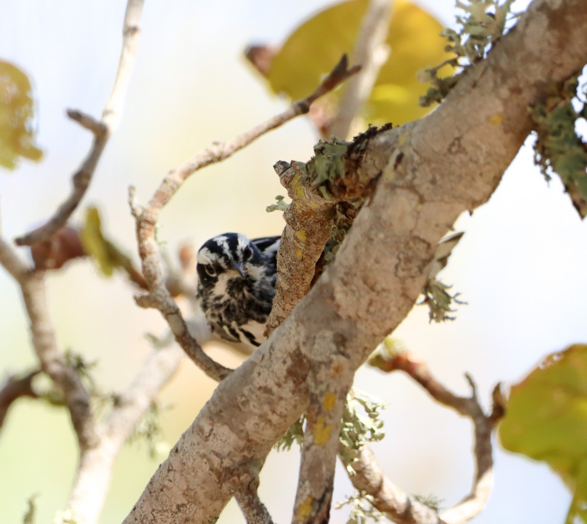 Black-and-white Warbler - Chris Montroy