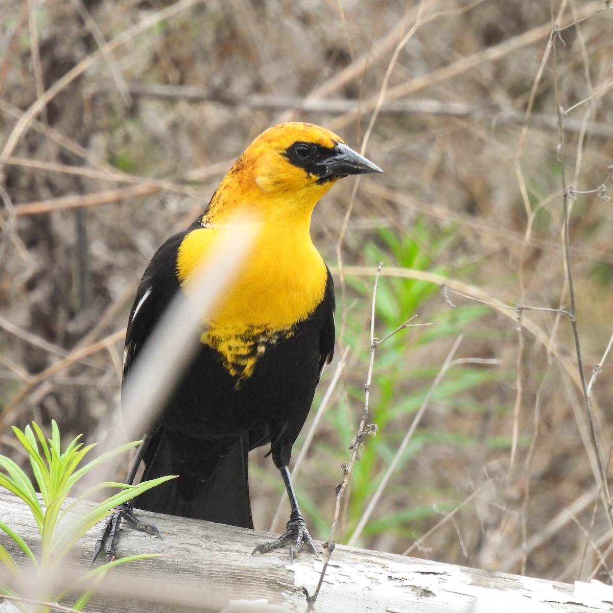 Yellow-headed Blackbird - ML618042896