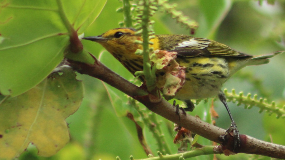 Cape May Warbler - ML618042897