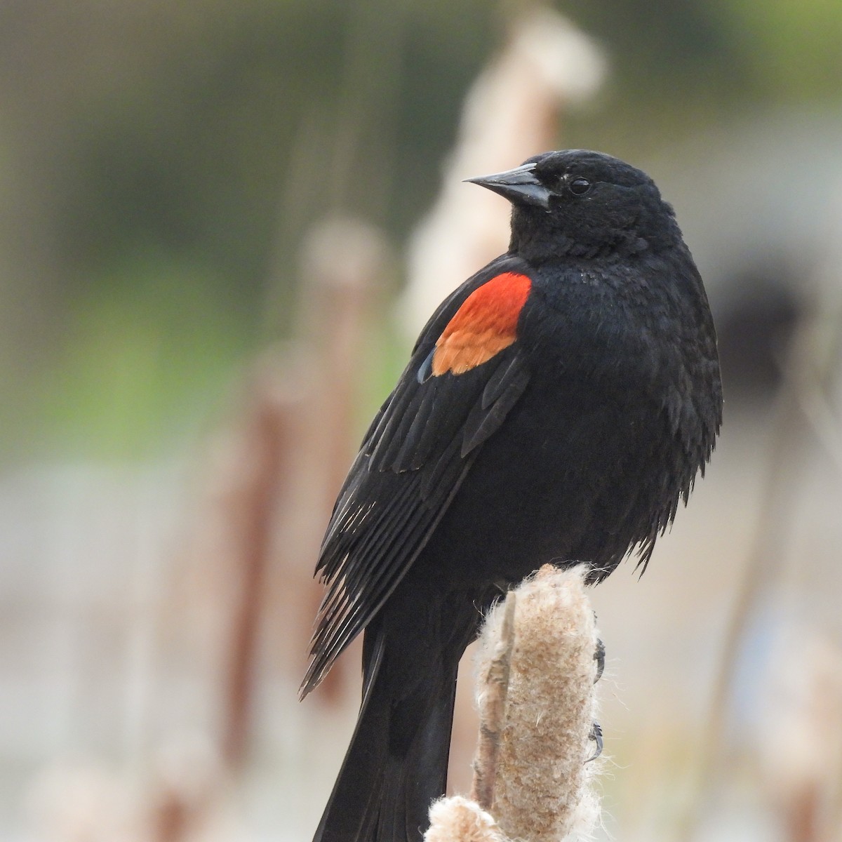 Red-winged Blackbird - ML618042902